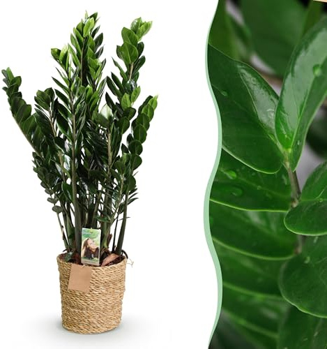 Zamioculcas - ZZ-plant - Pflegeleicht - mit Korb - Grün - 80-90cm - Ø21cm - Zimmerpflanze - Immergrün