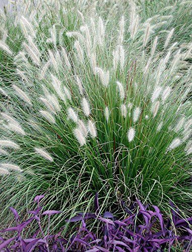 10 x Pennisetum alopecuroides im 1 Liter Topf (Ziergras/Gräser/Winterhart/Mehrjährig/Staude/Stauden) Lampenputzergras - Weiche Halme für bewegte Gartenszenen - von Stauden Gänge