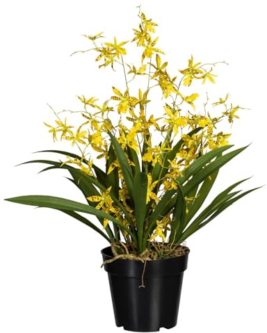 Pflanzen Kölle Künstliche Orchidee 'Dancing Queen', gelbe Blüten, ca. 60 cm, Kunststofftopf 17 x 14,5 cm