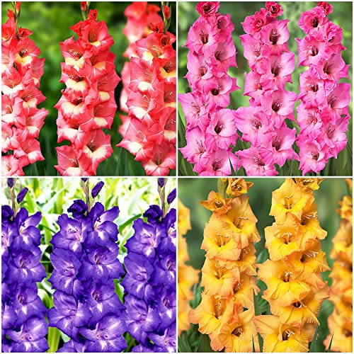 4Stück Gladiolen Zwiebeln Winterhart Blumenzwiebeln Mix Blumenmischung BlüTen Flower Garten Geschenke FüR Frauen Blumenwiese Wiesenblumen Balkon Pflanzen Winterharte Balkonpflanzen