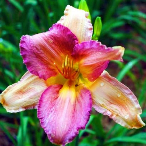 Taglilien Zwiebeln-Winterhart MehrjäHrig,Taglilien Rhizome,Hemerocallis Pflanzen,Taglilien Pflanzen,Einfach Zu Pflanzen,Gartendekoration-3zwiebeln-a