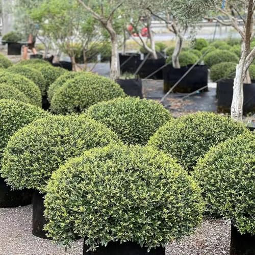 semi di agrifoglio resistenti, agrifoglio piante resistenti per giardino, piante verdi piante balcone, decorazione soggiorno piante da balcone, bonsai, semi di fiori piante da 250pcs