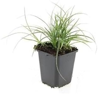 Ziergras Schnee-Marbel Luzula nivea 9cm Topf Set mit 6 Pflanzen