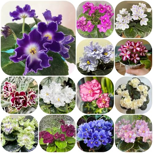 usambaraveilchen gartenblumen, zimmerpflanzen usambaraveilchen blumenwiese, wildblumensamen schattenpflanzen, zierblumen blumendeko für sonnige 250samen