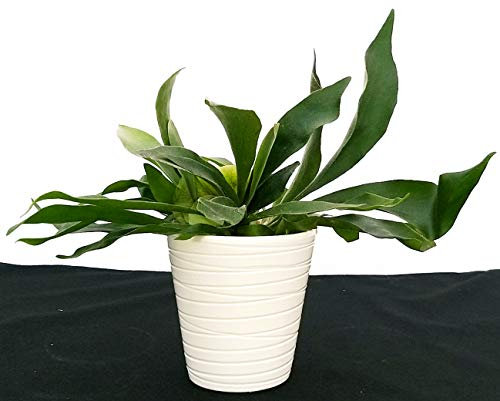 POWERS TO FLOWERS - PLATYCERIUM ALCICORNE IN VASO CERAMICA BIANCO RIGATO, pianta vera