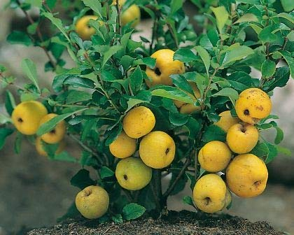 Cido, Zierquitte `Cido´, Nordische Zitrone, Strauchquitte, Chaenomeles japonica, 60-80cm im Topf
