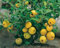Cido, Zierquitte `Cido´, Nordische Zitrone, Strauchquitte, Chaenomeles japonica, 60-80cm im Topf