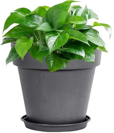 Macetas de resina de 21 cm, macetas grandes para exteriores con orificio de drenaje y platillo, maceta para interiores, macetas blancas para interiores y exteriores, macetas blancas para orquídeas,