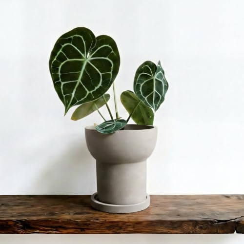 Elvida Interiors Modern Matte Terracotta Planter with Saucer – Stylish Indoor & Outdoor Ceramic Plant Pot – Decorative Flower Pot for Succulents, Herbs & Houseplants