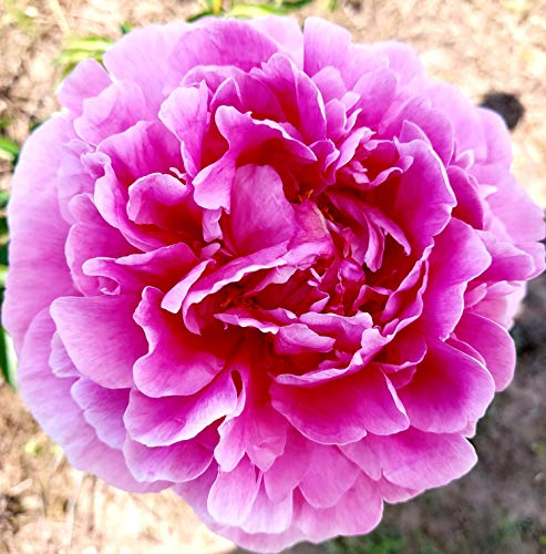 Staudenpfingstrose Sara Bernhardt (3 Wurzeln)