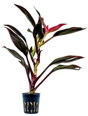 AquaOne Plante de terrarium Cordyline Red Edge I Plantes de paludarium vivantes forêt tropicale Plantes de terrarium entièrement enracinées Décoration simple