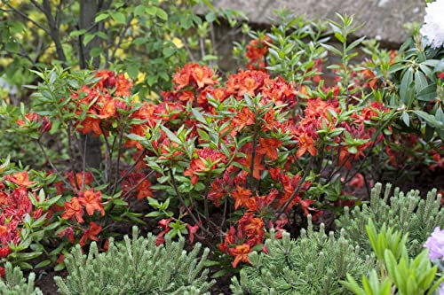 Azalee Rhododendron luteum Parkfeuer 30-40 cm Zierstrauch winterhart