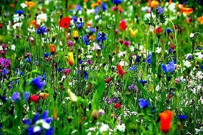 100g Meadow Wild Flower Seeds ANNUALS PERENNIALS Acidic & Clay SOILS 70/30 Mix 55