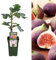 Higuera Árbol Frutal de Alta Productividad en Cosechas