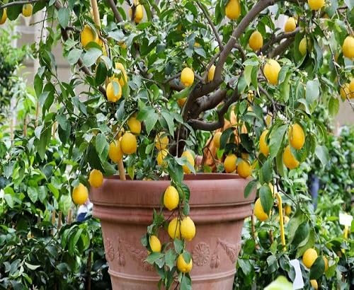 Graines de citronnier 80 pièces jaunes