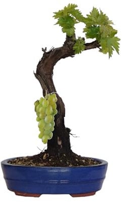 KENTIS - Weinrebe Bonsai - Vitis Vinifera - Echte Zierpflanzen Für Draußen - Garten Balkon Terrasse - H 40/50 cm Topf 26 cm