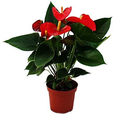 Exotenherz - Flamingoblume Sierra Red rot Anthurium andreanum 14cm