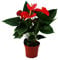 Exotenherz - Flamingoblume Sierra Red rot Anthurium andreanum 14cm