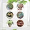 50 Pcs Fittonia Verschaffeltii Samen - Geschenke Für Gartenfreunde, Zimmerbonsai Bonsai Fittonia Plant Samen, Balkonpflanzen Bio Saatgut, Hydrokultur Pflanzen Zimmerpflanzen Groß
