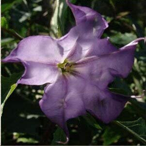 Schwarze Samen, Brugmansia-Engelstrompeten, Bonsai-Baum-Blumensamen 100 Partikel/Los