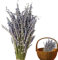 Eastuy Getrocknete Lavendelstiele - Original Trockenblumen zum Basteln,Blumenstrauß Symbol der Liebe Blumenarrangement Hilfe beim Schlafen Wandvase Tischdekoration