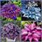 Hosta Pflanze, Funkien Rhizome, Hoher Zierwert Zwiebeln, Charmant MehrjäHrige Blumen Funkien Zwiebeln, Töpfe und Balkon, Winterharte Frühblüher, Hosta Wurzel Lange BlüTezeit,-10zwiebeln-B