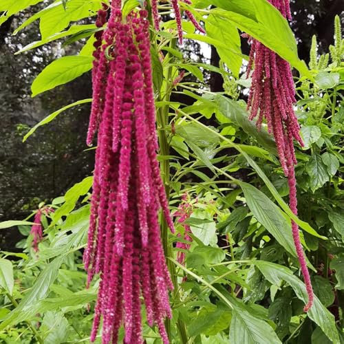 fuchsschwanz samen, kletterpflanzen samen, steingarten pflanzen wildblumen samen mehrjährig, blumenwiesensaat wiesenblumen samen, balkon blumen kletterpflanzen winterhart mehrjährig, 200pcs