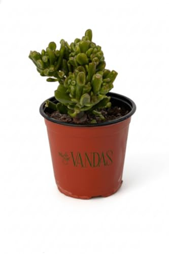 Vandas Crassula Hobbit – Pianta Grassa Ornamentale da Interno | Vaso Diametro 15 cm, Altezza 30 cm | Foglie Tubolari con Punte Rosse | Fioritura Invernale | Made in Italy