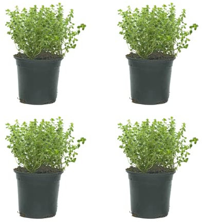 SMPLY. - Planta Tomillo Limón - Pack 4 - Altura 20 cm - Maceta 10 cm - Hierba Aromática Interior y Exterior - Huerto Urbano y Jardín - Fácil de Cuidar