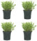 SMPLY. - Planta Tomillo Limón - Pack 4 - Altura 20 cm - Maceta 10 cm - Hierba Aromática Interior y Exterior - Huerto Urbano y Jardín - Fácil de Cuidar