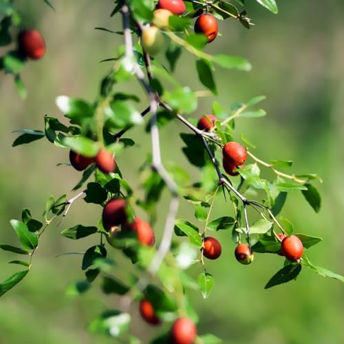 100 Pcs Chinesische Jujube Bio Samen - Ziziphus Jujuba - Säulenobstbäume, Bio Saatgut Jujube Baum Kaufen, Seltene Pflanzen, Deko Wohnzimmer Kübelpflanzen, Minigarten, Obstsamen Balkonpflanzen,