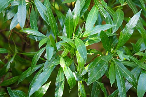 Kirschlorbeer 'Caucasica' – Immergrüne, Winterharte Heckenpflanze | 15-20 cm im P9 Topf | Schnellwachsend & Pflegeleicht