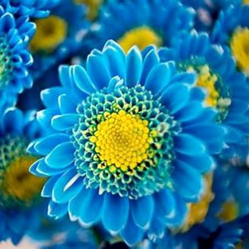 2*winterhart, Dahlien, Blumenzwiebeln, unverzichtbare Blumen für den Garten, prachtvolle Blumen für den Gartenbalkon, krautig, mehrjährig-E