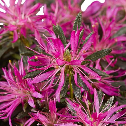 Pianta vera di Azalea mollis Starstyle Lila - Diametro Vaso Ø 19 cm