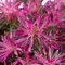 Pianta vera di Azalea mollis Starstyle Lila - Diametro Vaso Ø 19 cm
