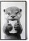 Paul Sinus Poster/Leinwandbild/Rahmenoption – Süßer Otter mit Klopapier – Witziges WC-Bild für Humor im Bad