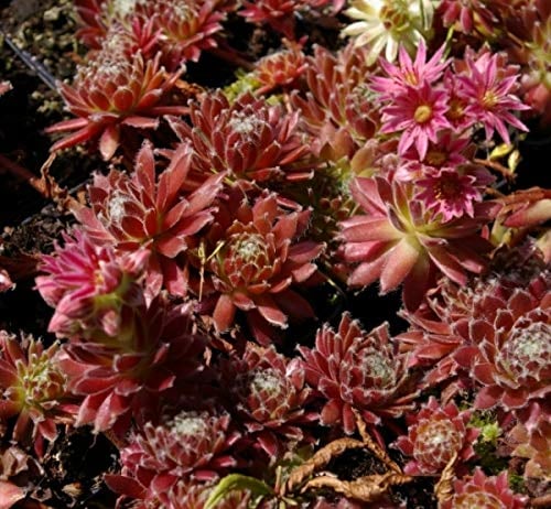 Hauswurz Red Beam - Dachwurz - Sempervivum hybr. Red Beam Stückzahl Rabatt Einzelpreis