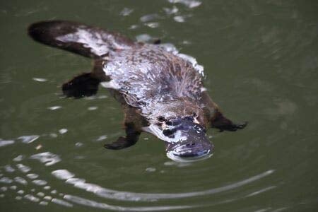 adrium Poster-Bild 110 x 70 cm: a Platypus Floating in a Creek on the Eungella National Park, Queensland, Australia, Bild auf Poster