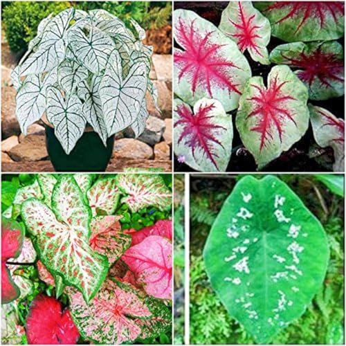 CSSWAIA Magic Colocasia,Bulbo De Oreja,De Elefante Planta,Oreja De Elefante,JardíN Perenne Agradable-5bulbos-c