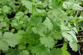 Cilantro Slow Bolting Also Known As Coriander Chinese Parsley Great Herb Heirloom Vegetable Bulk 5 Lb Seeds