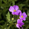 100 pcs blaukissen samen blumensamen balkon blaukissen pflanzen geschenke für gartenliebhaber blumen balkon balkonpflanzen bodendecker winterhart steingartenpflanzen winterhart wildblumensamen