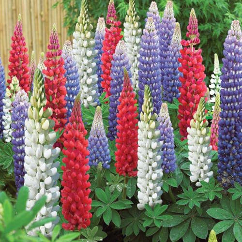GARTHWAITE NURSERIES® : - Mixed Colour Lupins, 1 Bare Root Perennial Garden Plant, Red White Purple Flowers