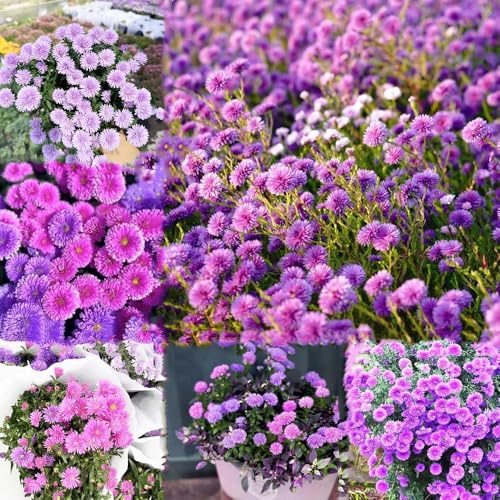 astern - wildblumen blumensamen mehrjährig winterhart bodendecker winterharte stauden astern winterhart mehrjährig blumensaat balkon hochbeet 1000samen