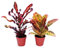 Exotenherz - Set aus 2 verschiedenen Codiaeum-Pflanzen, Wunderstrauch, 12cm