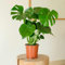 Fleurs et Délices - Plante verte - Plante d'intérieur - Monstera Deliciosa - 60/70 CM - sans cache pot - Fabrication Française Artisanale de Qualité - Plante à Offrir