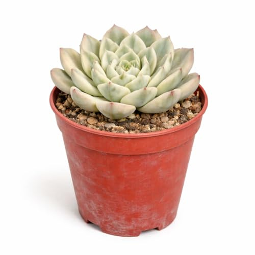 Echeveria Moon Fairy variegata seltene Echeverie Rarität 6,5cm Topf