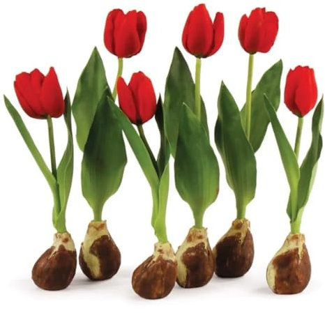FáCiles De Cultivar. TulipáN Bulb Mezcla De Bulbos De TulipáN TulipáN Raro Flores Mezcla De Bulbos De TulipáN,Dobles Encantadoramente Fragantes-5bulbos-C