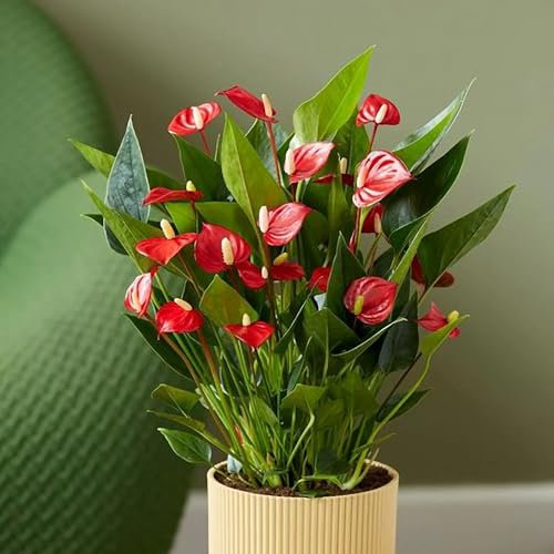 45cm Anthurium Million Flowers Red Flamingo Flower Plant Houseplant 12cm Pot