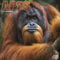 Apes - Affen 2021: Original Avonside-Kalender [Mehrsprachig] [Kalender] (Wall-Kalender)
