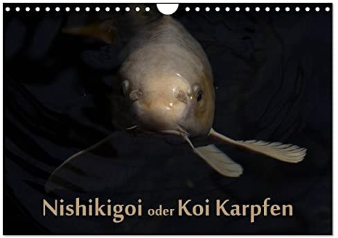 Nishikigoi oder Koi Karpfen (Wandkalender 2025 DIN A4 quer), CALVENDO Monatskalender: Nishikigoi oder einfacher „Koi“. Ein Fisch in seinem Lebensraum. (CALVENDO Tiere)